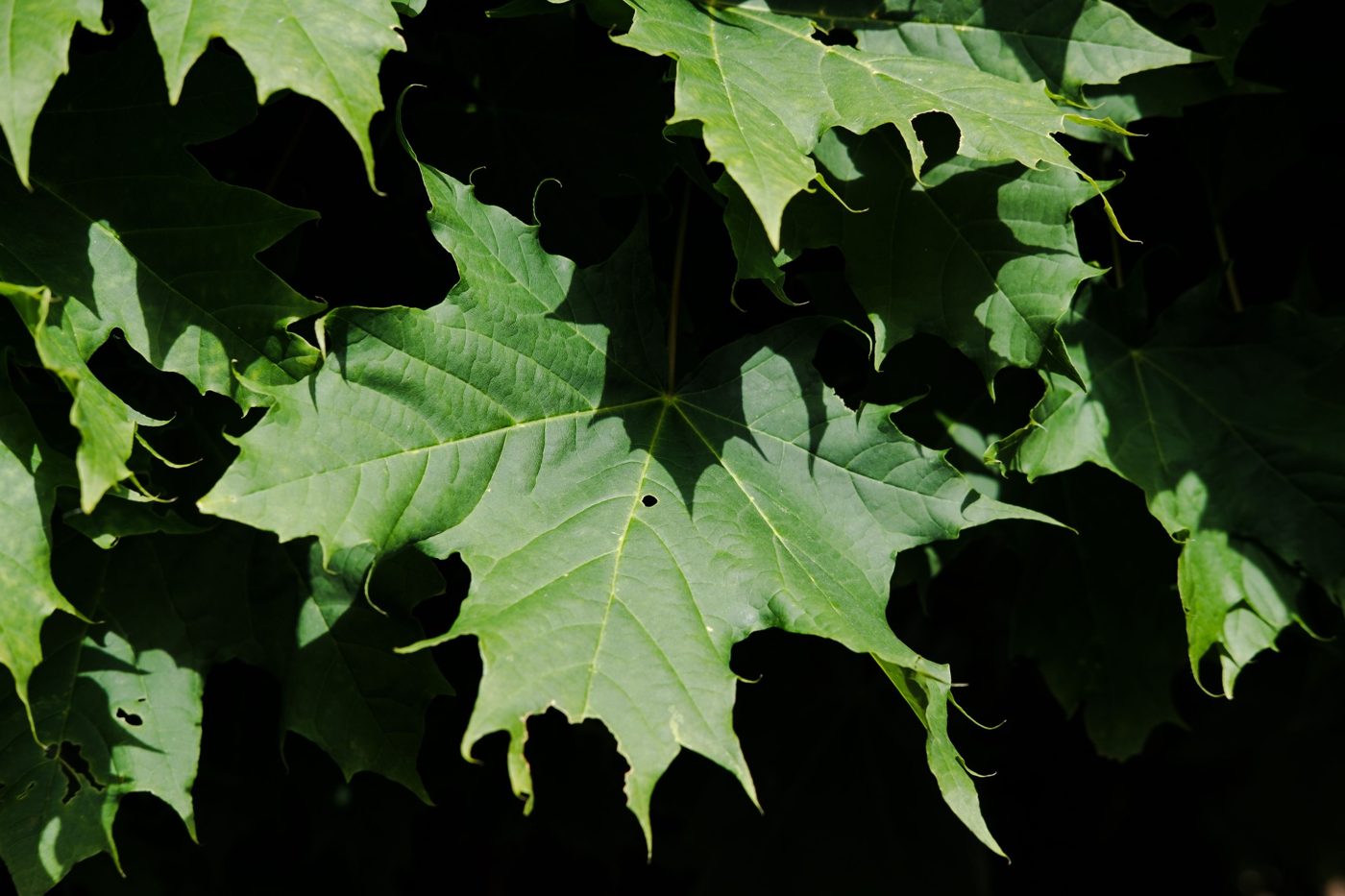 Acer platanoides foto 1