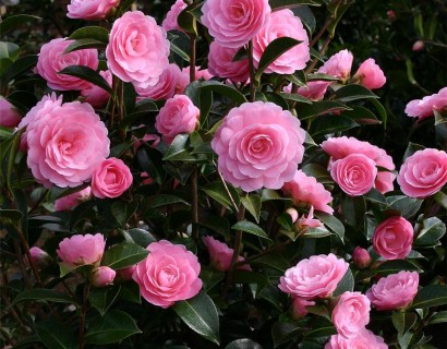 Camellia japonica Tiffany foto 1