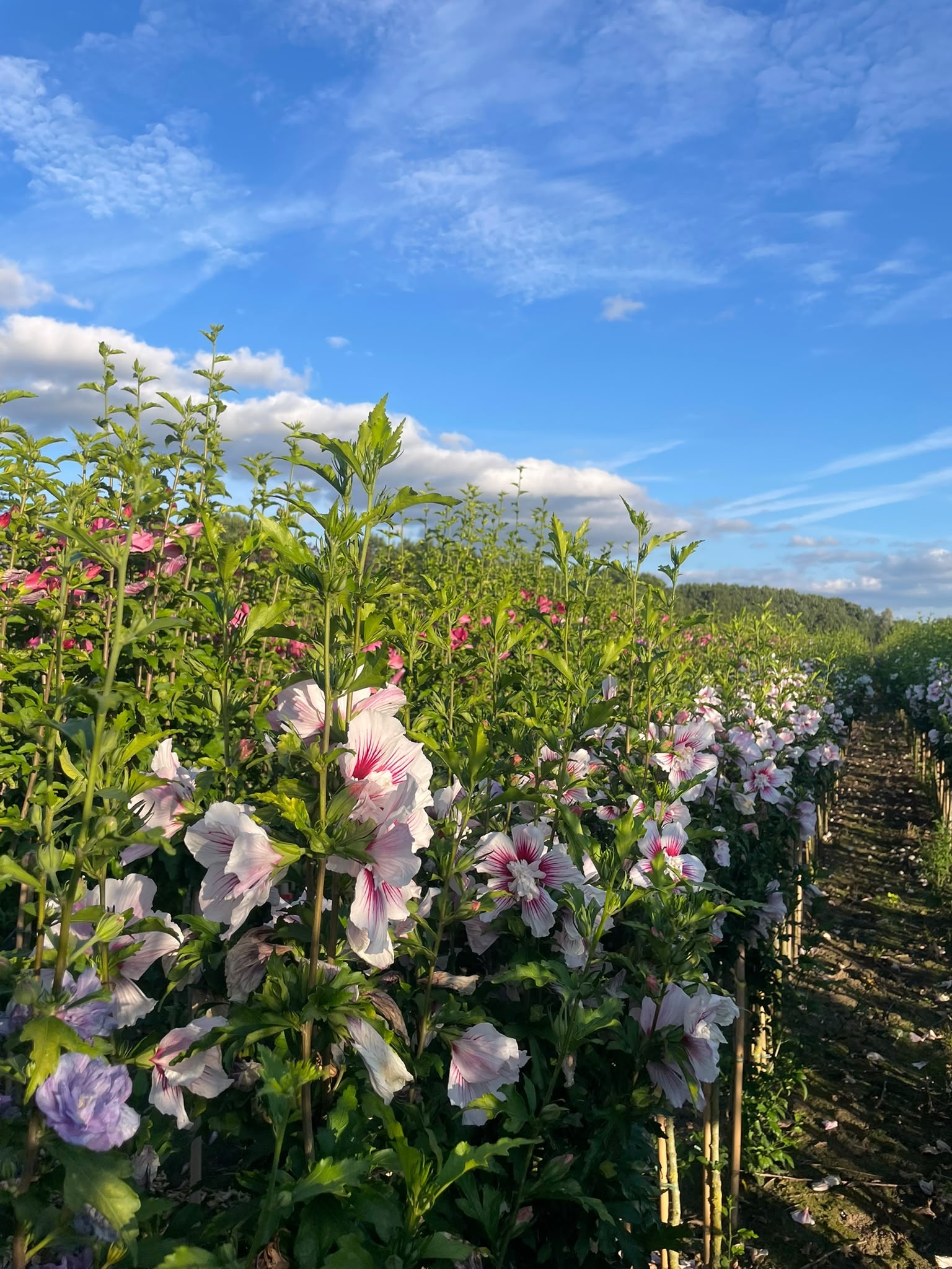 Hibiscus syriacus foto 1