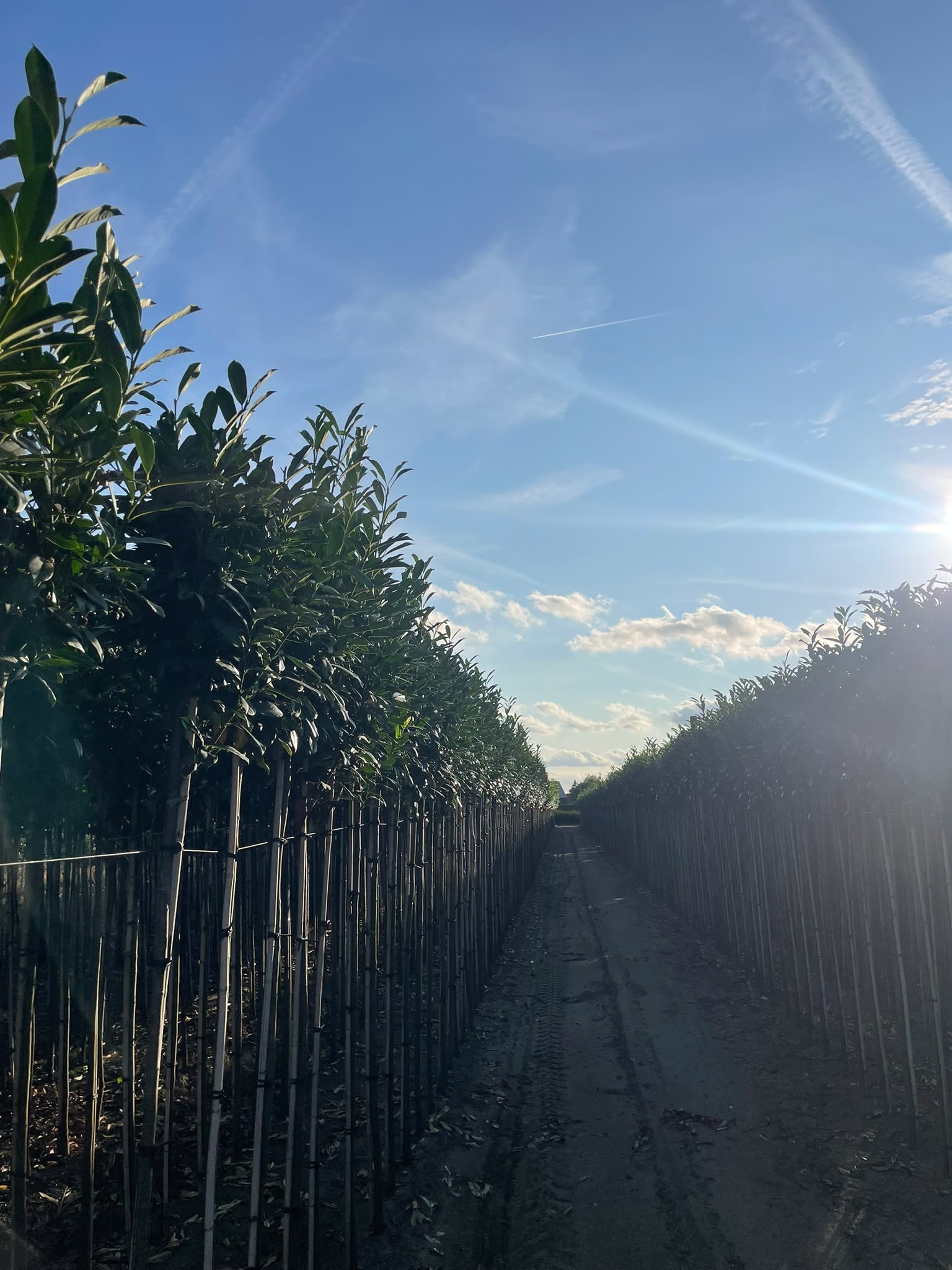 Leigeschikte bomen foto 1
