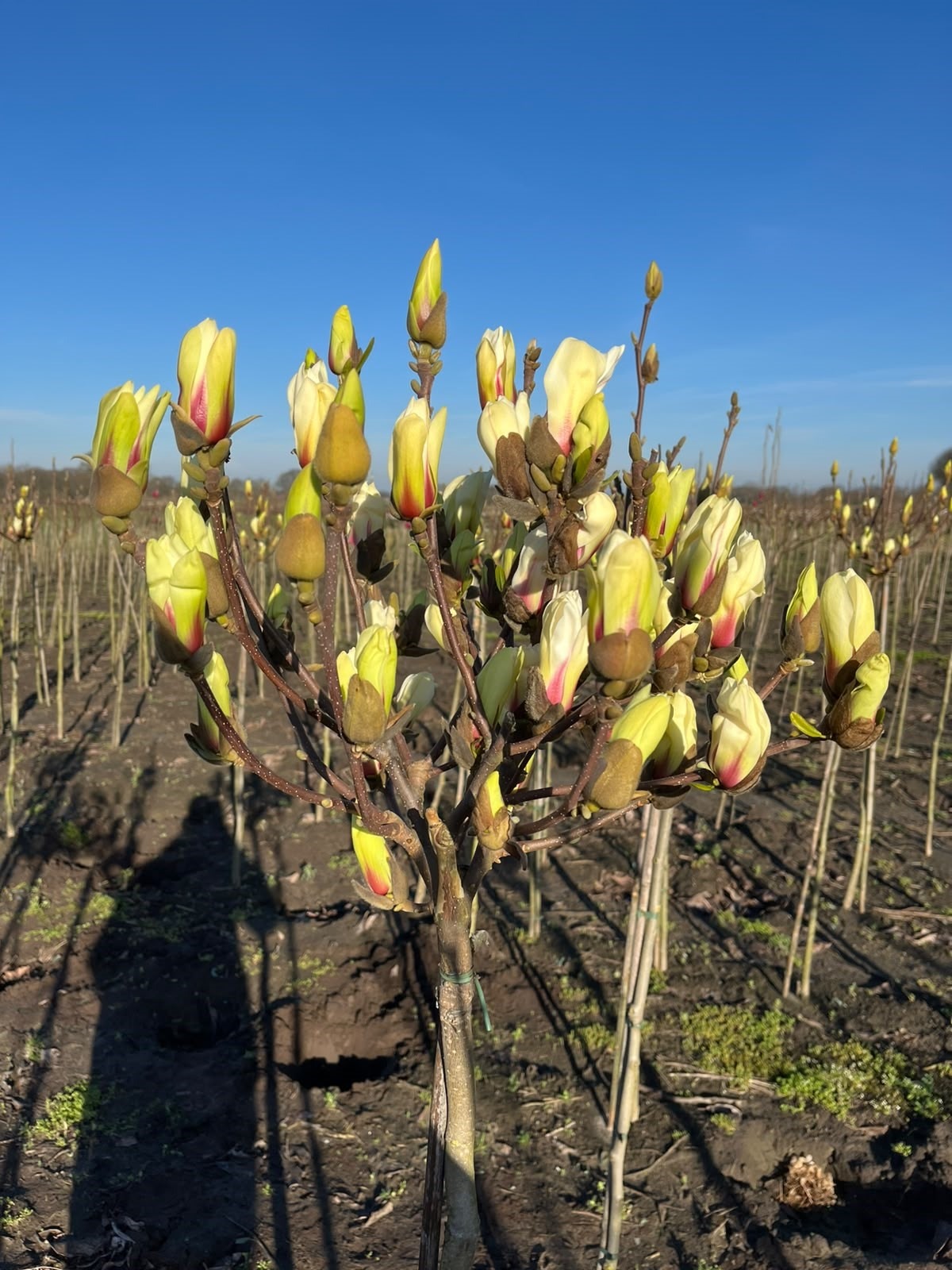 Magnolia foto 1