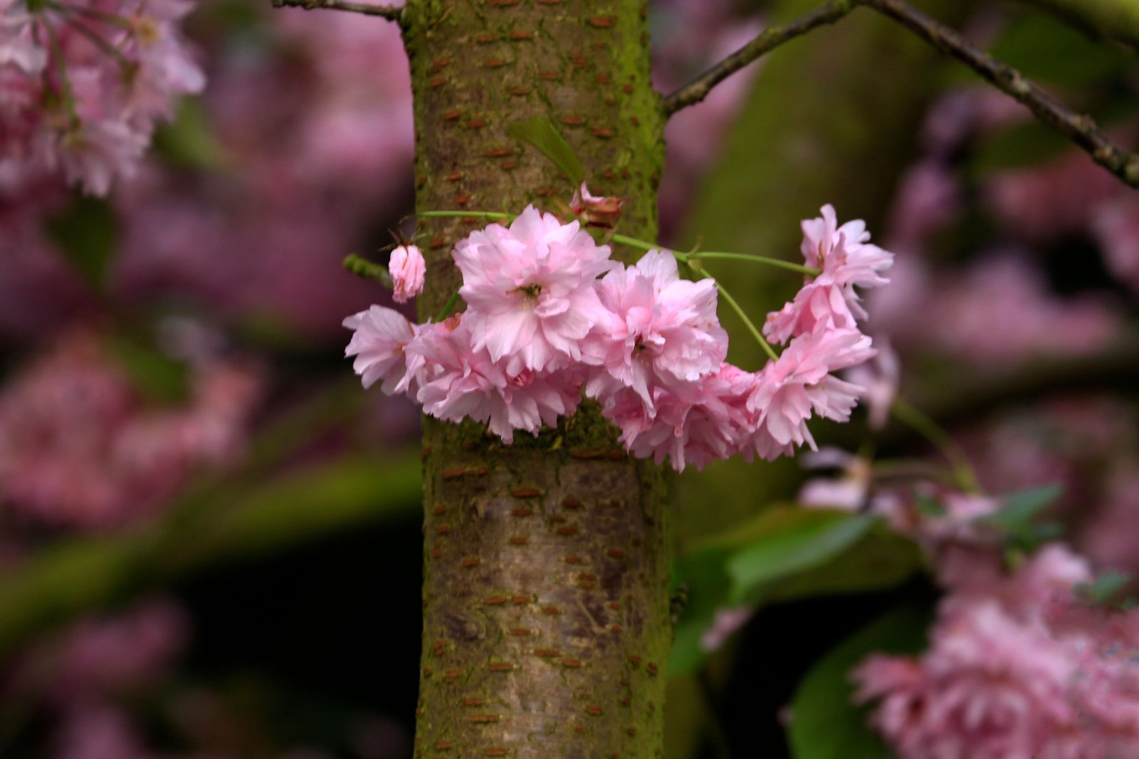 Prunus serrulata in bloei
