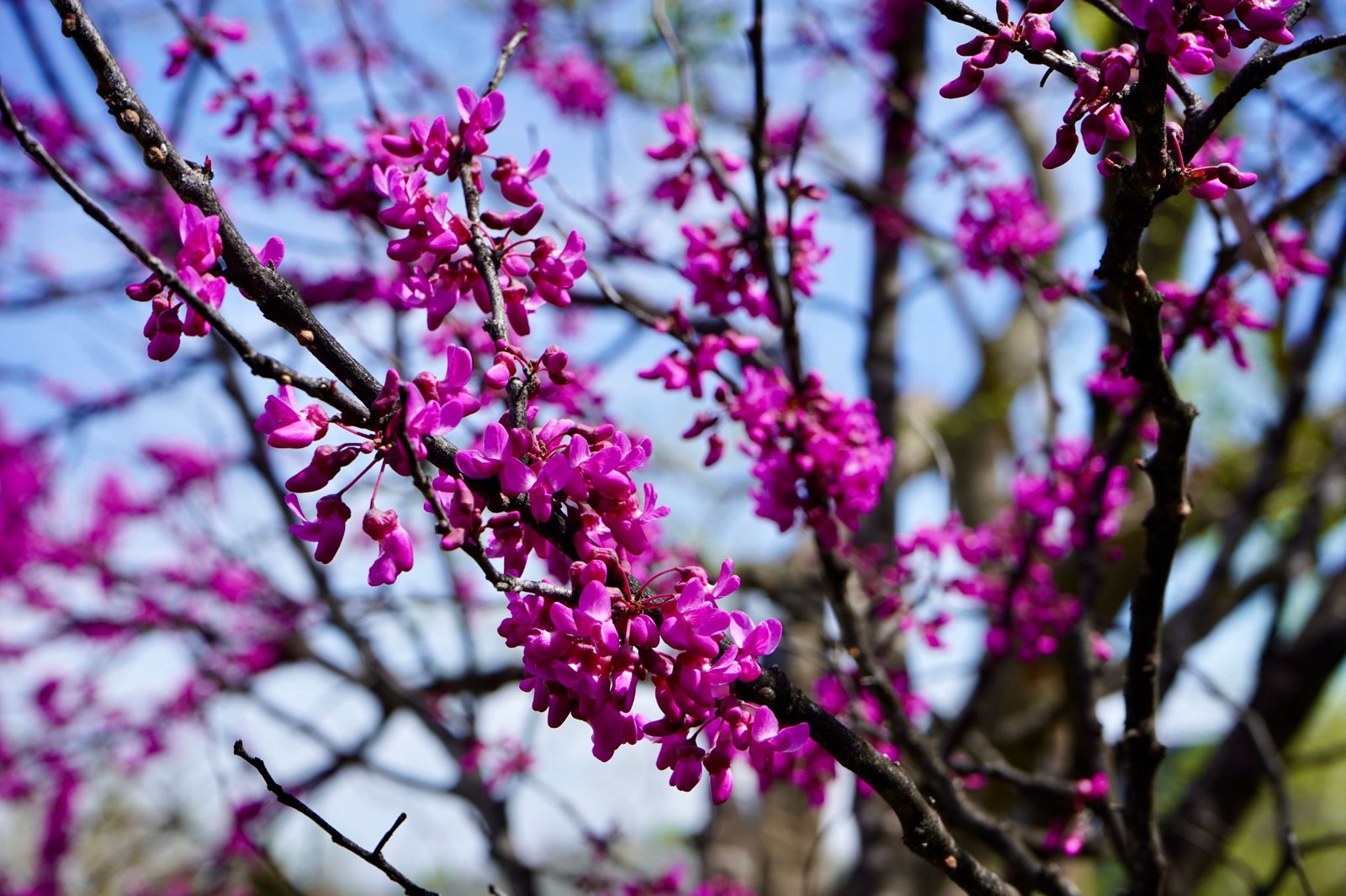 Cercis canadensis in bloei