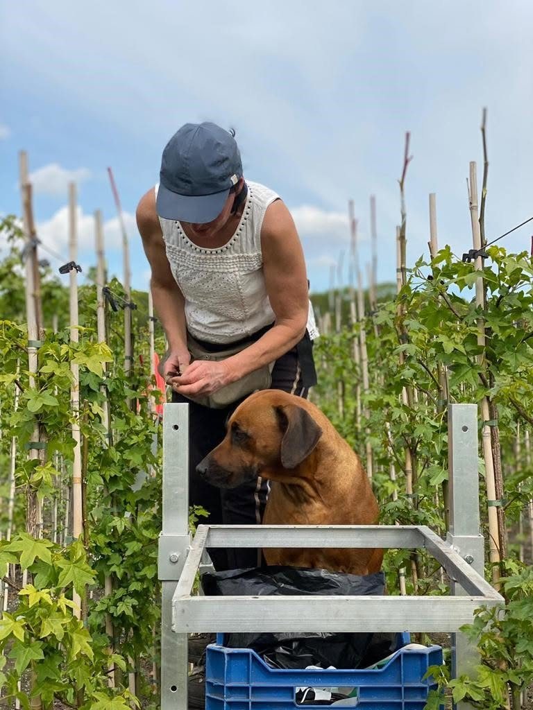 Medewerker aan het werk op de kwekerij