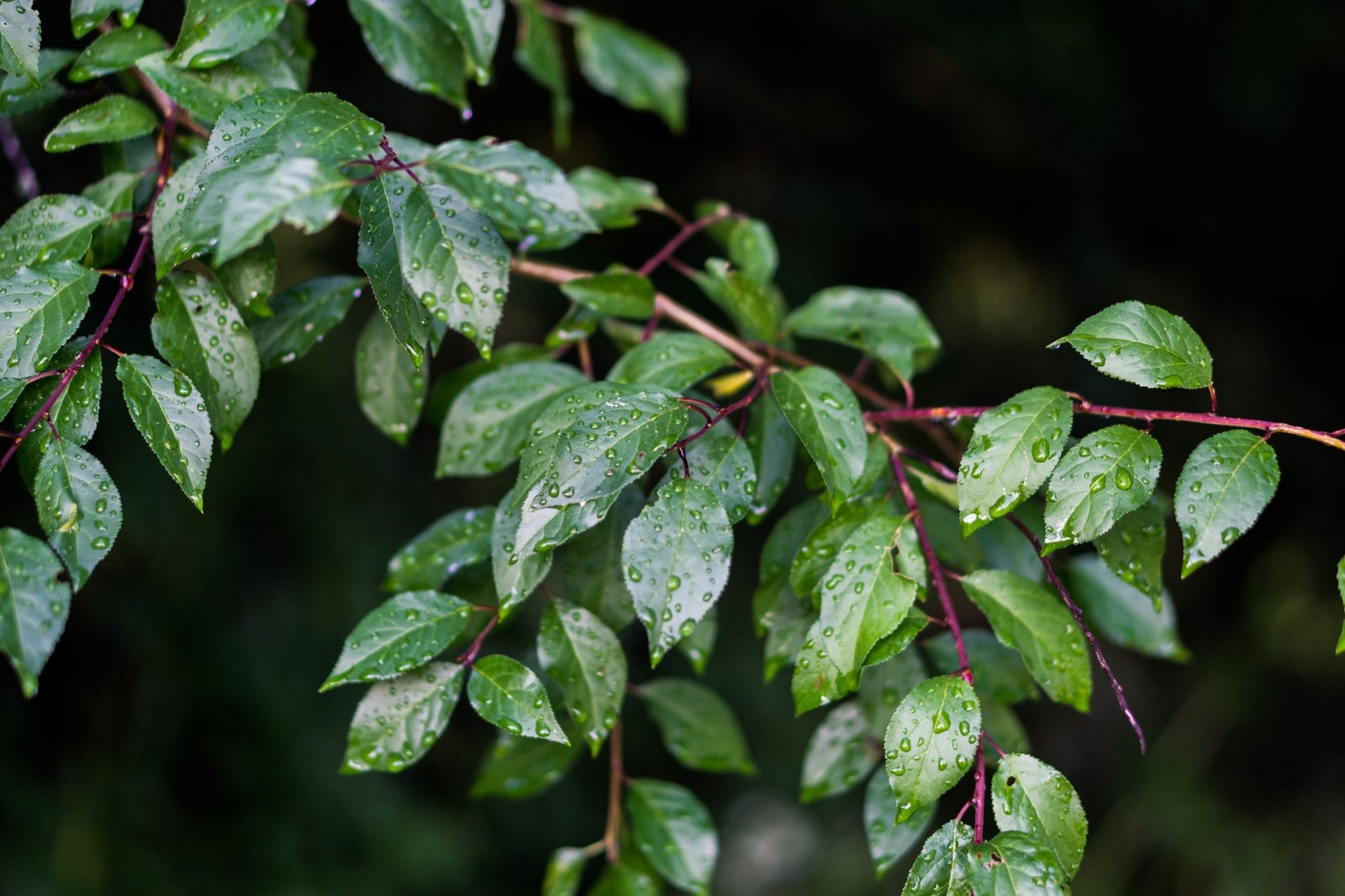 Blad van Prunus lusitanica