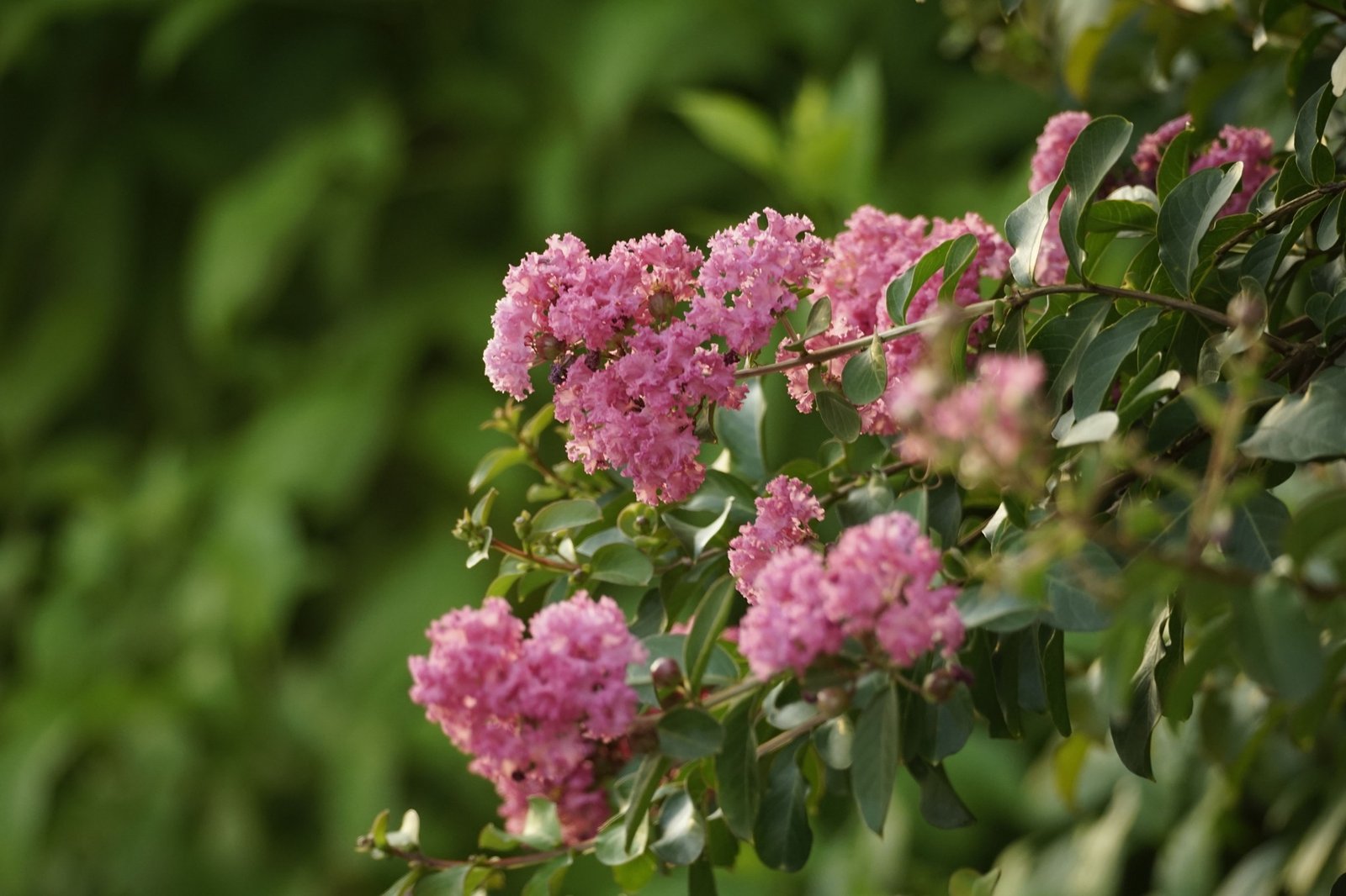 Lagerstroemia indica in bloei