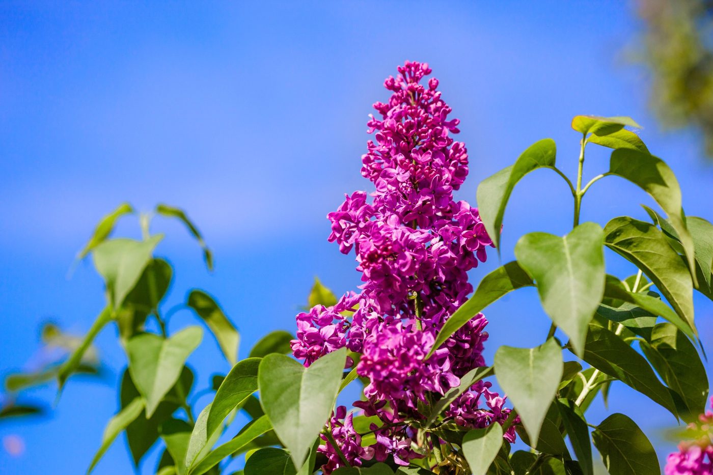 Syringa vulgaris