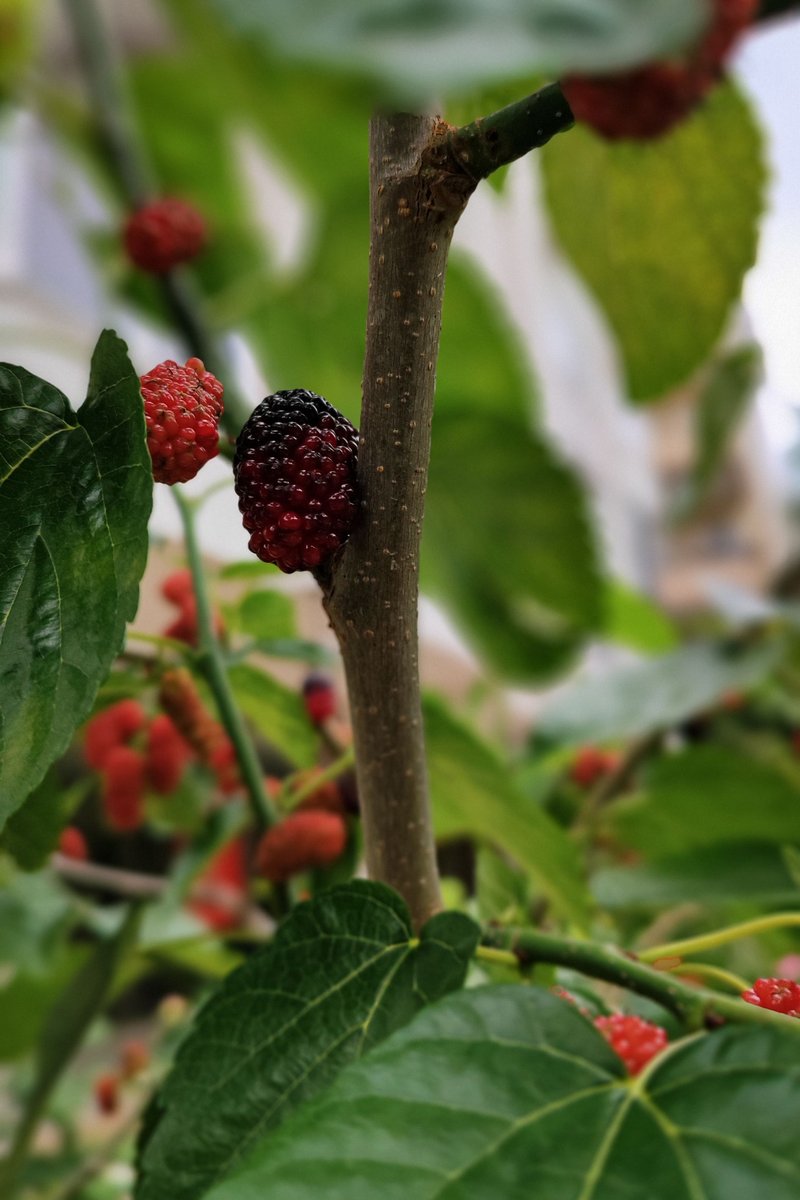 Vruchten van Morus nigra