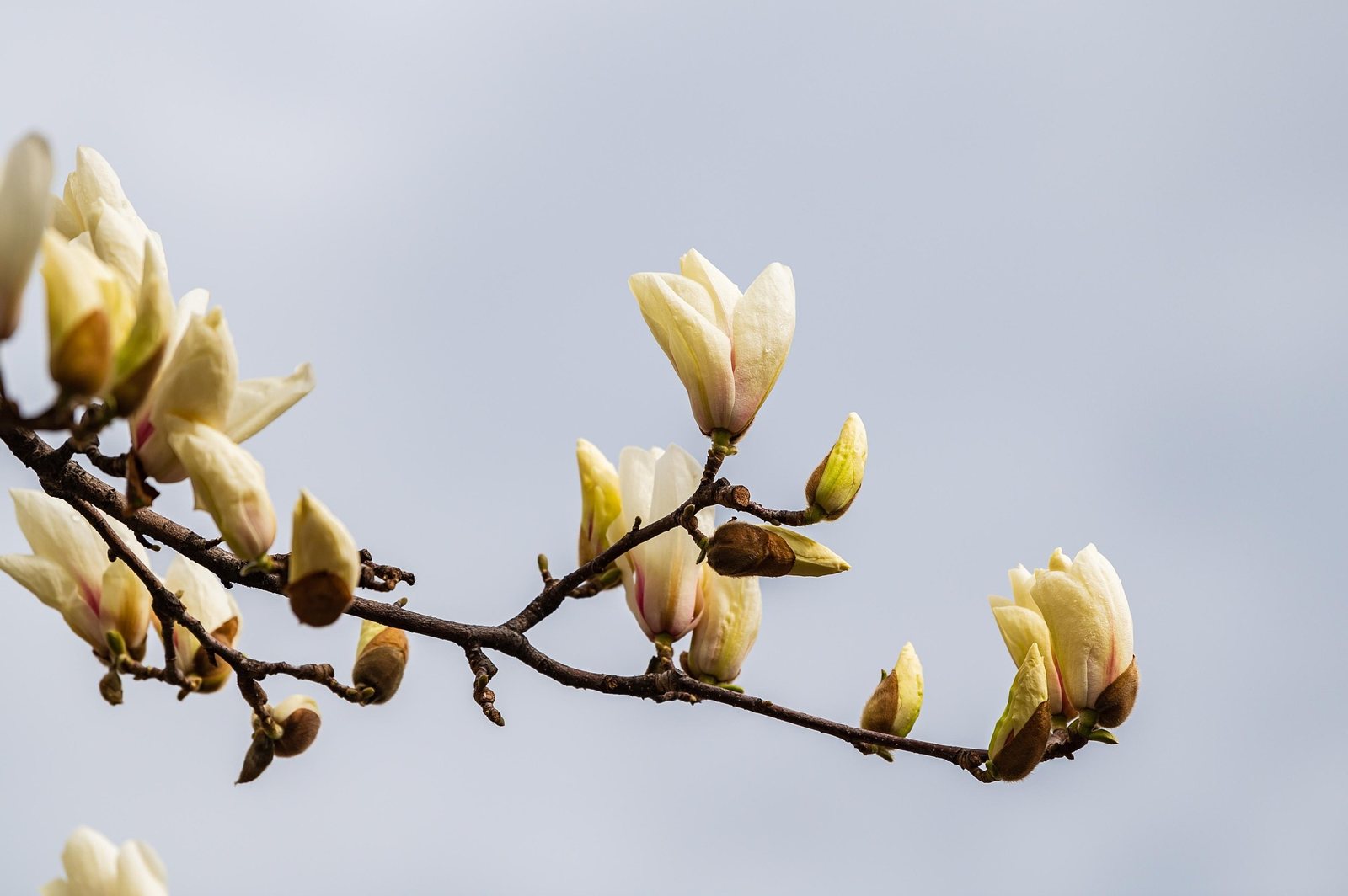 Magnolia in bloei