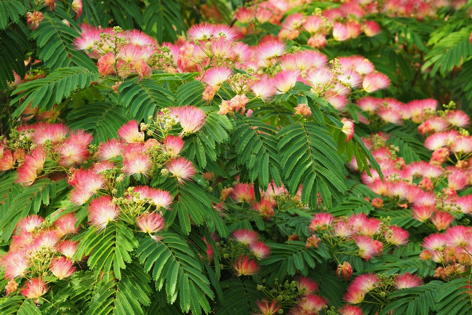 Albizia julibrissin in bloei