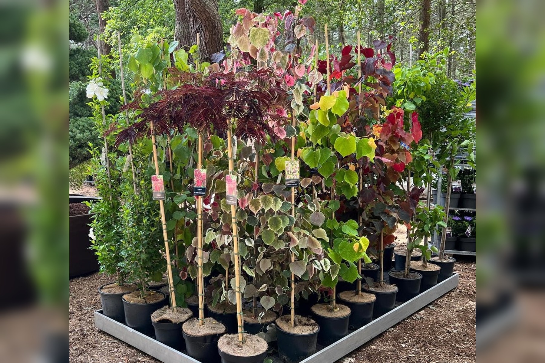 Albizia julibrissin met roze bloei en fijn blad